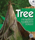 Tree From Seed to Mighty Forest