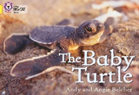 The Baby Turtle