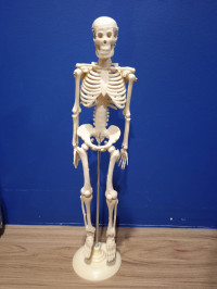 Mini Size 42cm Human Body Skeleton Model Educational