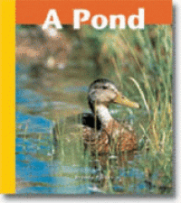 A Pond