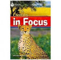 Cheetahs in Focus