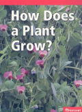 How Does a Plant Grow?