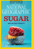 National geographic : Sugar, Why We Can't Resist It